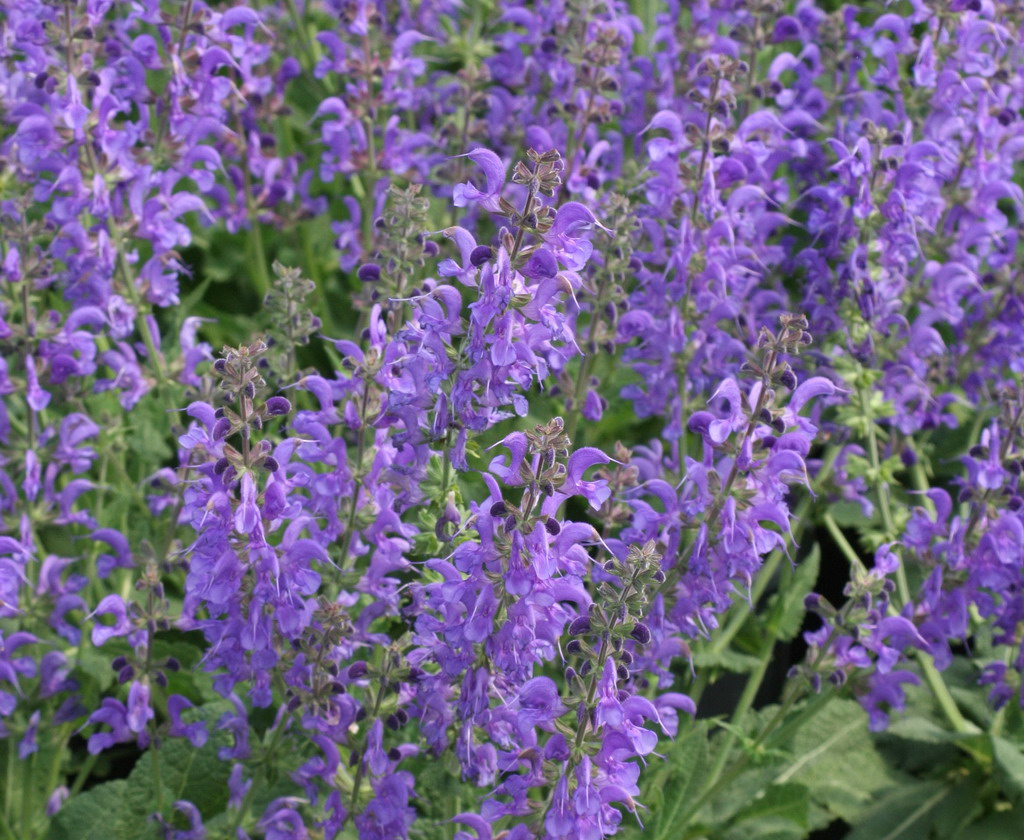 Salvia sylvestris 'Rhapsody in Blue'